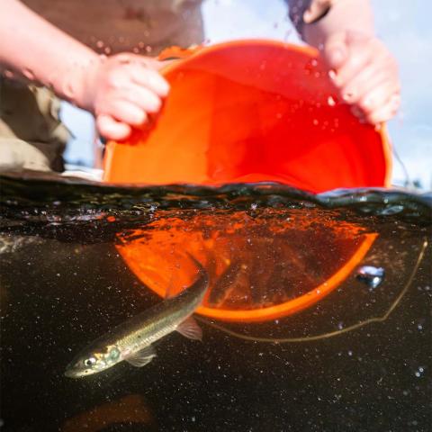 A researcher releases rainbow smelt from an orange bucket into water that divides the frame horizontally