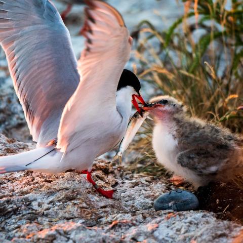 A common tern adult wearing a GPS tracker passes a fish to its chick with its beak, with its wings spread standing on a rock