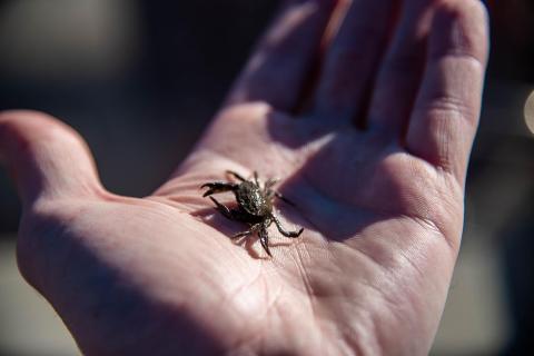 a small baby green crab about an inch across sits in a person's hand
