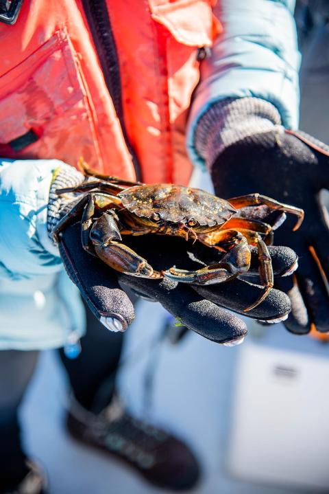 A person wearing an orange life jacket, blue jacket, and black gloves holds a large Green Crab in their hands