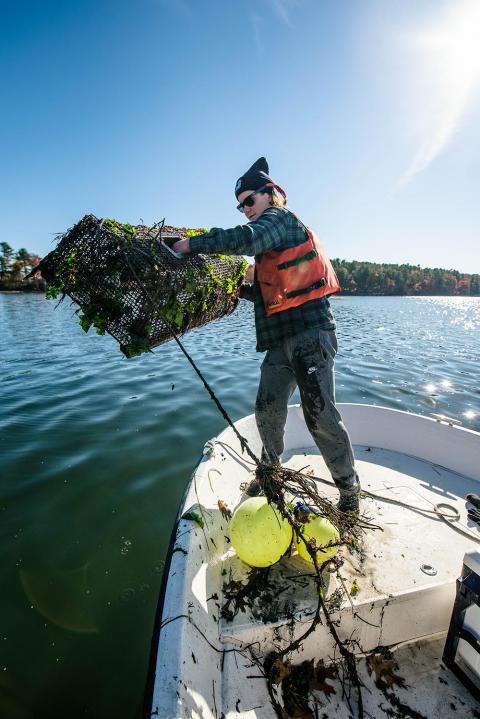 A researcher wearing an orange life jacket, flannel shirt, hat, and sunglasses standing on the bow of a small boat throws a crab trap covered in seaweed back into Great Bay