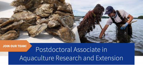 banner image of a close up of oyster shells next to a photo of a man tending to an oyster cage while standing waist deep in the water. The banner text reads, Join Our Team! Postdooctoral Associate in Aquaculture Research and Extension