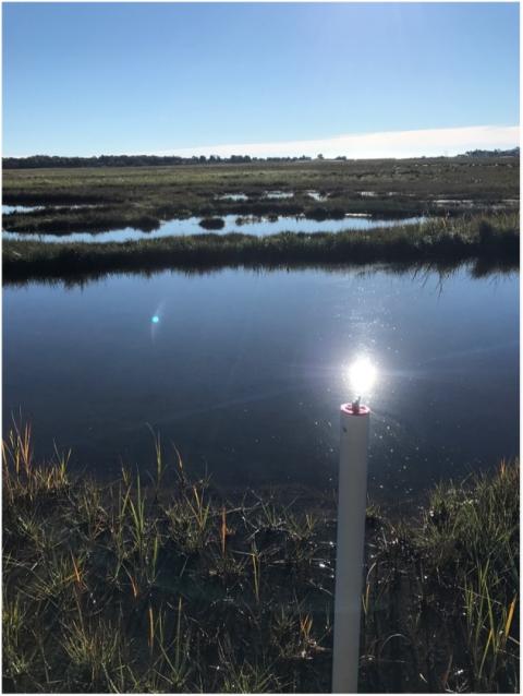 A photo of pools of water in a marsh and a pvc pipe in the foreground -- a monitoring well