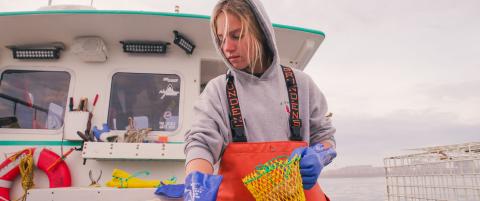 Ella Byrne loads bait into a yellow bait bag on the back of the FV Sugar Daddy lobster boat