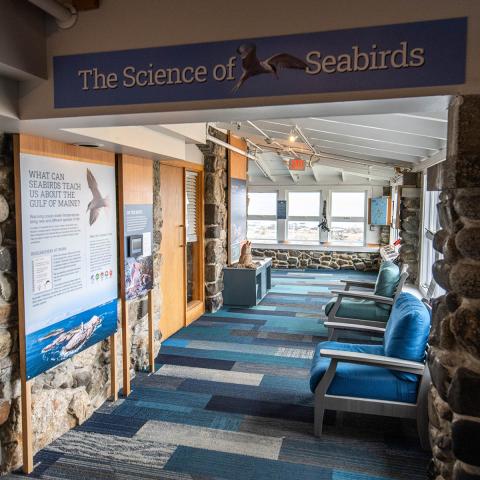 a photo of the Science of Seabirds exhibit at the Seacoast Science Center, exhibit panels are visible in across from windows and chairs