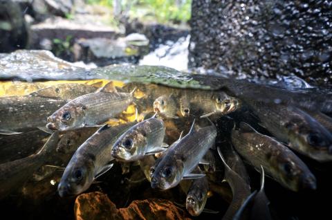 a dozen river herring photographed underwater along their spring migration route in Maine