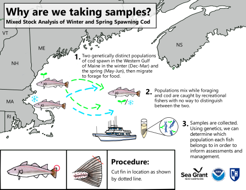 infographic showing the research methodology of collecting cod fin clip samples from Gulf of Maine fishing charter vessels. Spring and Summer spawning grounds mix at sea. Genetic analysis of samples reveals population stock structure.