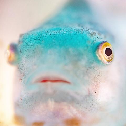 An up close photo of a lumpfish.