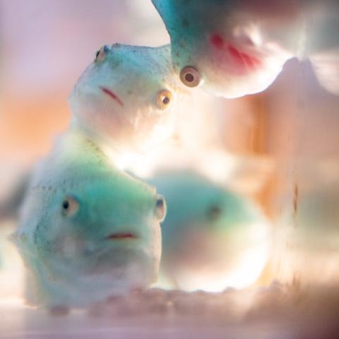 Four juvenile lumpfish facing the camera.