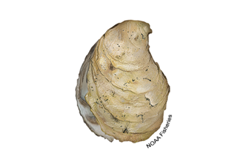 A graphic design of an Eastern Oyster.