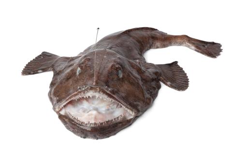 An image of a monkfish with its large mouth open. 