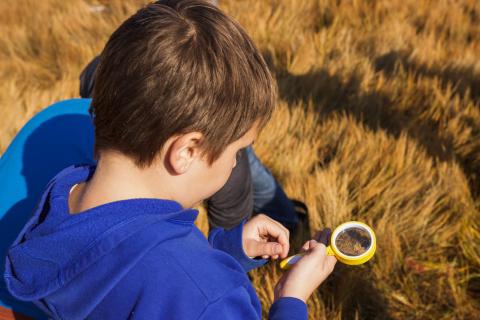 A student examines salt marsh grass with a magnifying glass. 