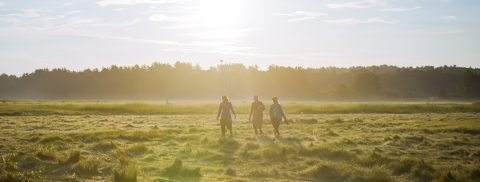 three people walk across the salt marsh holding research equipment