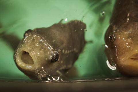 Two lumpfish come up to the surface of a tank, staring at the camera. 
