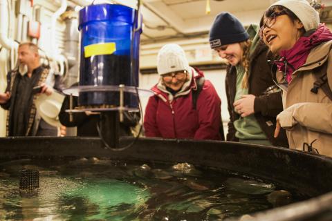 The participants gather around the lumpfish tanks in awe of the animals. 