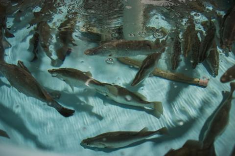 A group of barramundi fish swimming in an aquaculture tank. 