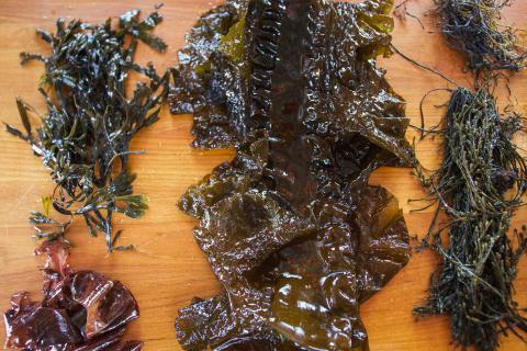 Local seaweed species are laid on a wood table, as viewed from directly above. 