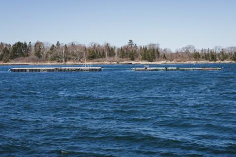 Mussel farms off of the coast of Portland, Maine, as viewed from a distance. 