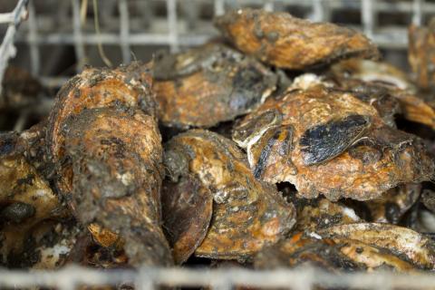 Oyster spat stick to oyster shells in a cage. 