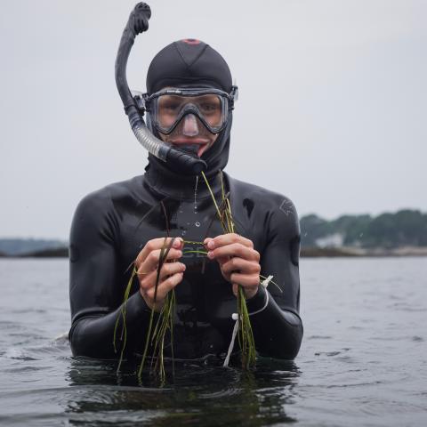 Matthew Allen standing in the water along the coast, wearing a wetsuit and snorkel, and holding up a bundle of eelgrass to the camera. 