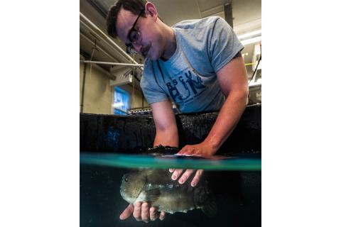 Mike Doherty holds a lumpfish underwater. Lumpfish are used a biocontrols for parasites in finfish aquaculture. 