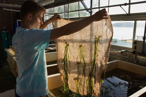 An undergraduate fellow holds up a piece of burlap with eelgrass weaved into it, in the Coastal Marine Lab. 
