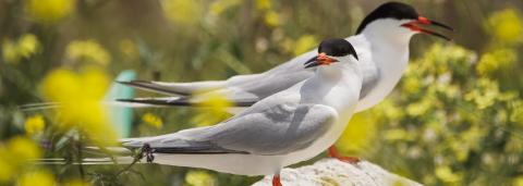 Two roseate terns sit on a rock with yellow flowers in the background.