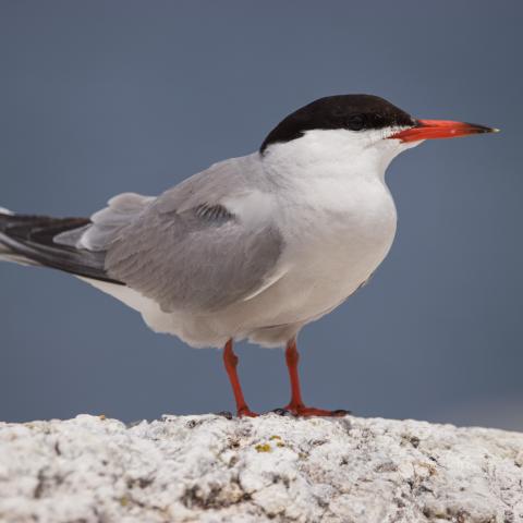 A close up photo of a tern standing on a rock.