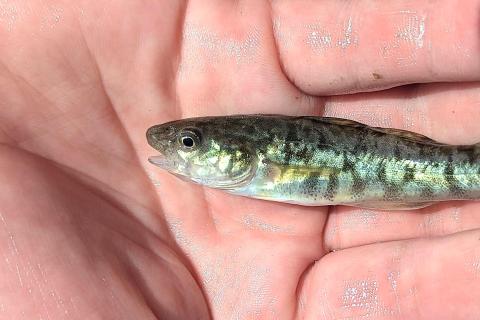 A close up image of an Atlantic Tomcod.