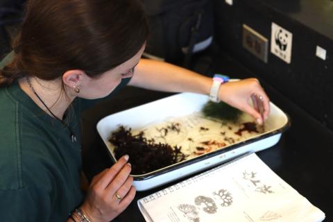 A Doyle Fellow works to identify and sort seaweed species in a tub. 