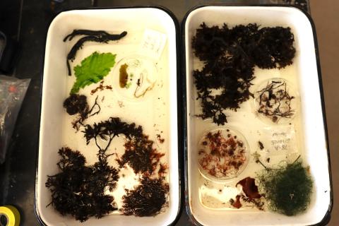 A photo of various seaweed species laid out and separated in a sampling container.