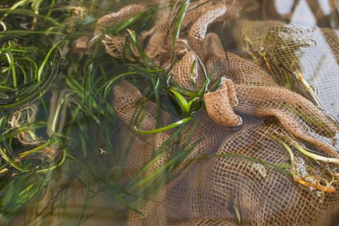 A close up of eelgrass in a mat, to be deployed for restoration. 