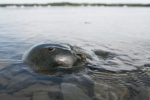A close up photo of a horseshoe crab in Great Bay. 
