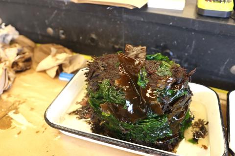 A pile of seaweed, being prepared for data collection and sampling. 
