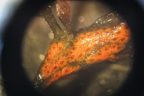 A sample of seaweed as seen under a microscope. 