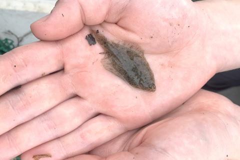 A close up image of a Winter Flounder.