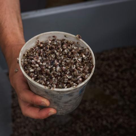 A close up image of oyster seeds in a bucket.
