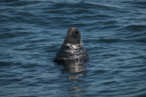 A close up image of a gray seal bobbing its head out of the water. 