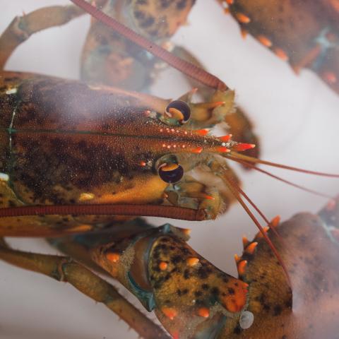 A close up image of a lobster underwater in a white bucket.
