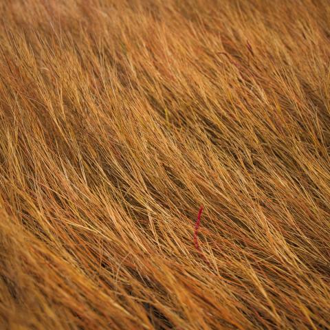 A close up of marsh grass.