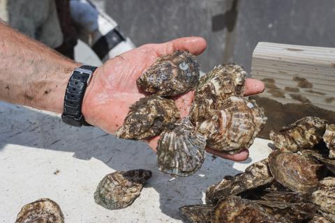 A hand holding out 5 oysters.