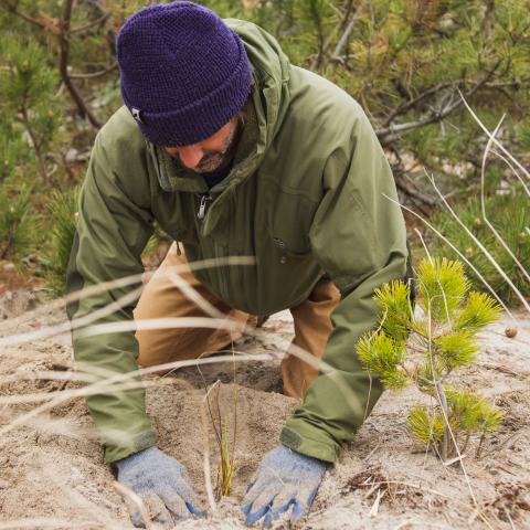 A volunteer kneeling in the sand and patting down a restored dune.