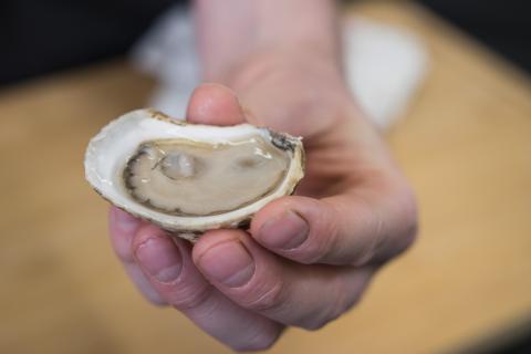 A hand holding out a shucked oyster.